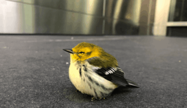 New Study Confirms Building Collisions Kill Over One Billion Birds Annually in U.S.