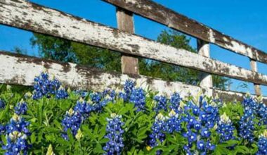 Dry fall may thin bluebonnets in Texas wildflower forecast