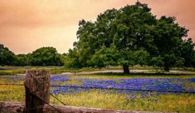 San Antonio bluebonnets may be patchy in 2026, experts say