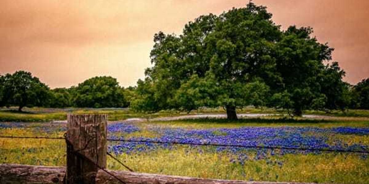 San Antonio bluebonnets may be patchy in 2026, experts say