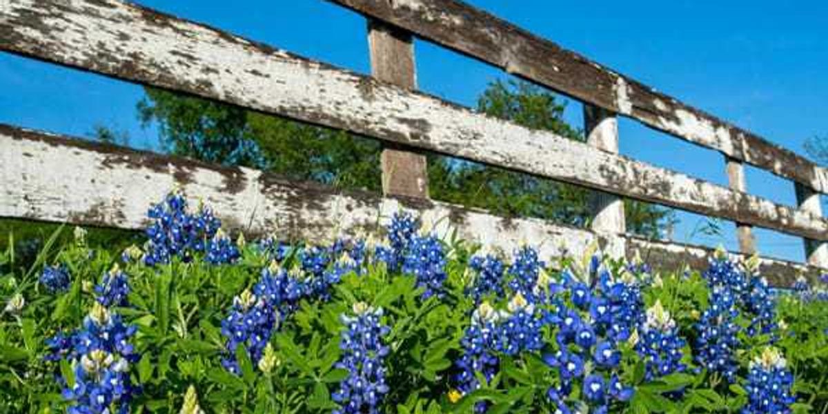 Dry fall may thin bluebonnets in Texas wildflower forecast