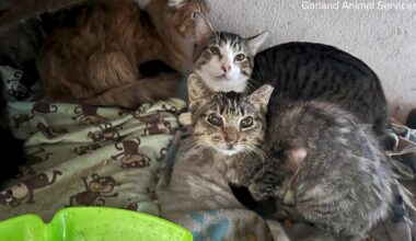 64 cats rescued from ‘deplorable’ Garland home conditions in city's largest animal rescue case yet