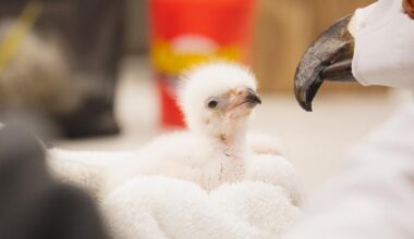 Fort Worth Zoo hatches first African fish eagle chick in 117-year history