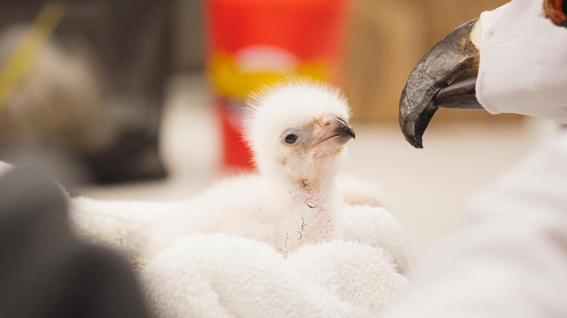Fort Worth Zoo hatches first African fish eagle chick in 117-year history