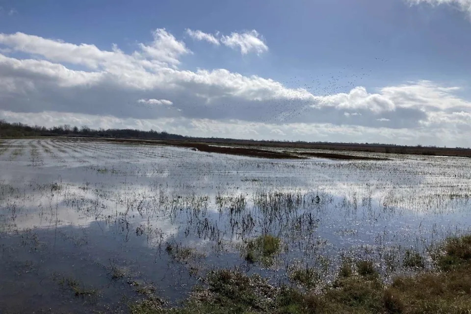 Wetlands on the Katy Prairie provide habitat for wildlife and help manage stormwater in a growing region. (Wesley Newman)