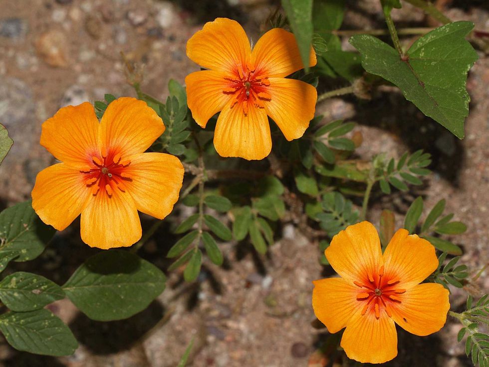 Caltrop flower in bloom