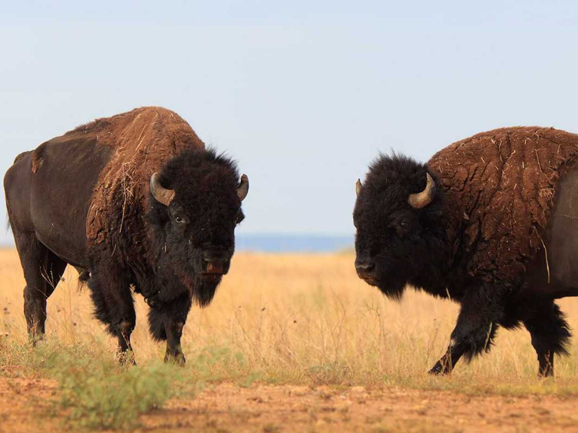 Caprock Canyons State Park and Trailway