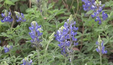 Texas Bluebonnet Season 2026: When and where to find the biggest blooms
