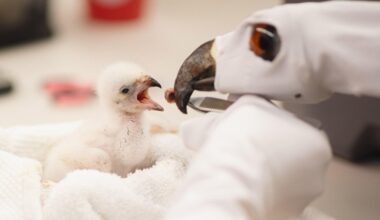 Fort Worth Zoo celebrates first-ever African fish eagle chick hatching in its 117-year history