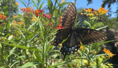 Butterflies, music and family fun take flight at Monarch Fest at San Antonio Zoo