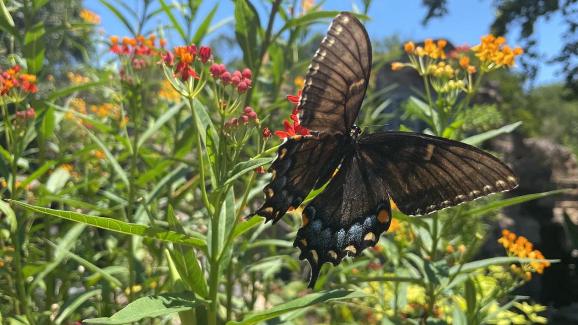 Butterflies, music and family fun take flight at Monarch Fest at San Antonio Zoo