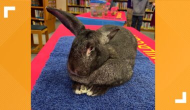 San Antonio animal lovers can get up close with giant rabbits, reptiles and more at new Cafe & Cuddles event