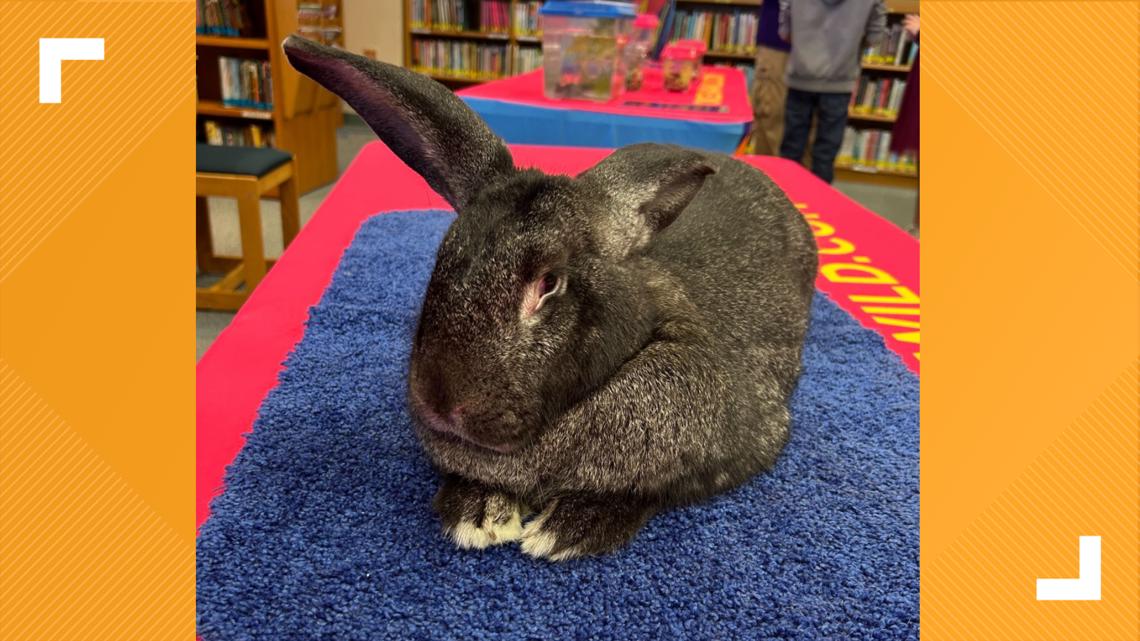 San Antonio animal lovers can get up close with giant rabbits, reptiles and more at new Cafe & Cuddles event