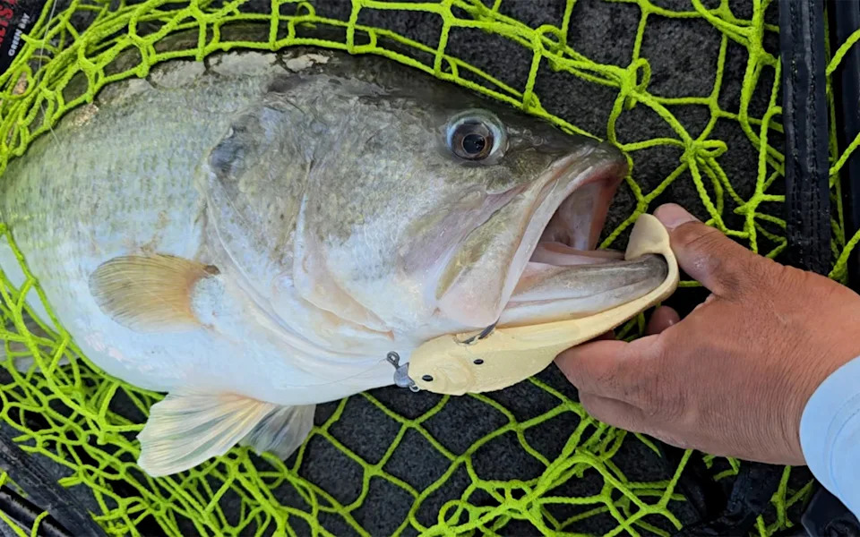 A huge bass in a fishing net.