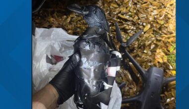 2 North Texas women arrested for allegedly smuggling drugs into prison using a drone and plastic crow decoy