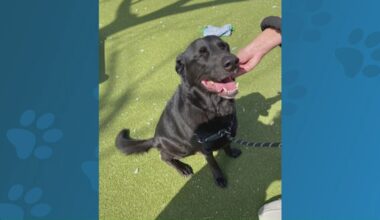 Meet Kai, a dog available to adopt from Austin Animal Services | Pet of the Week