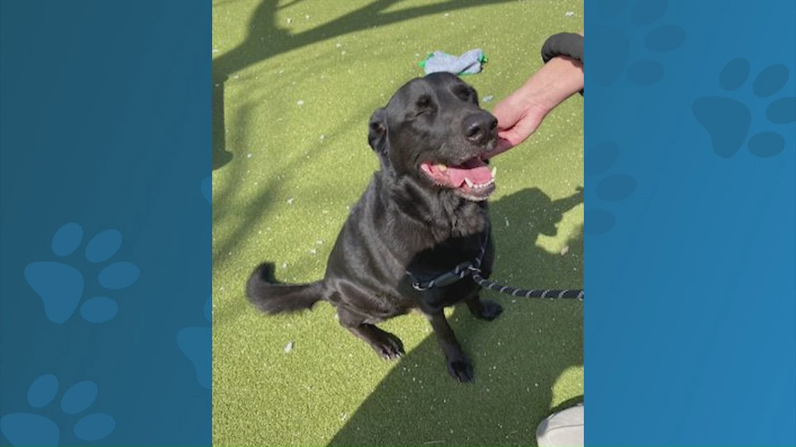 Meet Kai, a dog available to adopt from Austin Animal Services | Pet of the Week