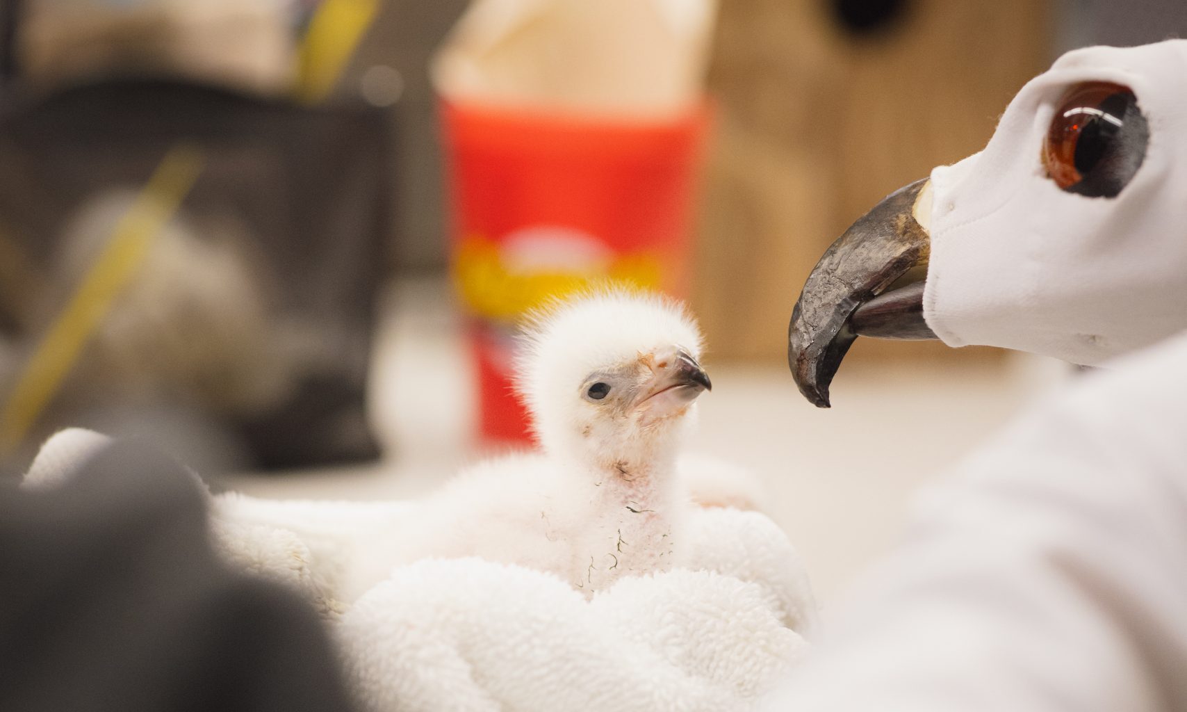 Eagle hatchling is Fort Worth Zoo’s newest member — first of kind in institution’s history