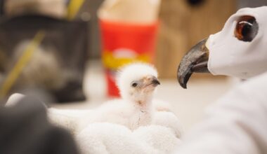 Eagle hatchling is Fort Worth Zoo’s newest member — first of kind in institution’s history