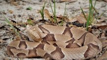 The copperhead is among four venomous snakes, including rattlesnakes, cottonmouths and coral snakes, that people should watch for while walking. Their pattern blends well with fallen leaves and debris on the ground.