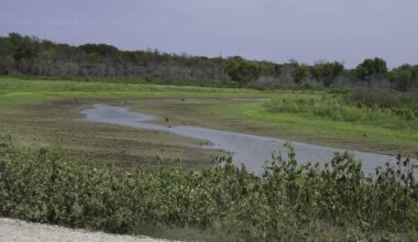 A marshy area with limited water winds into the distance.