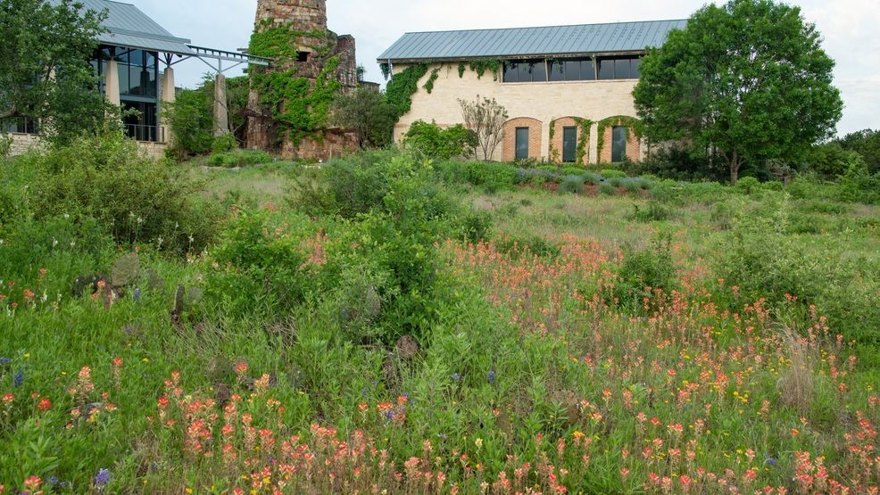Indian paintbrush at the Lady Bird Johnson Wildflower Center gardens.
