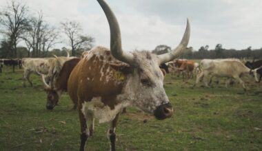 Houston-area ranchers lead efforts to preserve Texas Longhorns