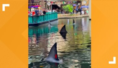 WAIT...WHAT? 'Sharks' spotted swimming through downtown San Antonio River Walk