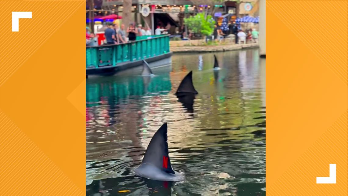 WAIT...WHAT? 'Sharks' spotted swimming through downtown San Antonio River Walk