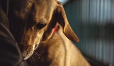 Grief, guilt and love: What Texas A&M researchers learned from thousands of grieving dog owners
