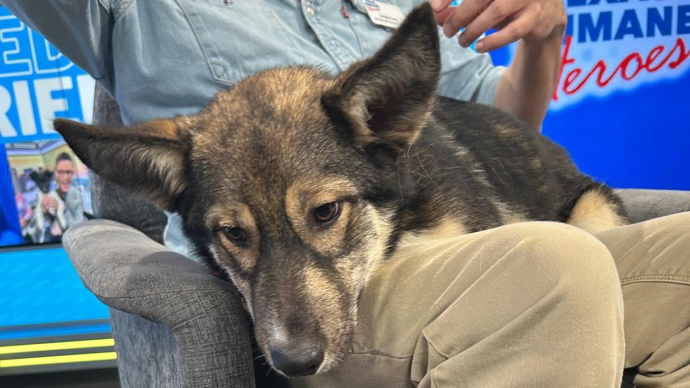 Archer stopped by “We Are Austin” for the show’s Wednesday Friendsday segment alongside Christian Long, the director of communications for Texas Humane Heroes. 