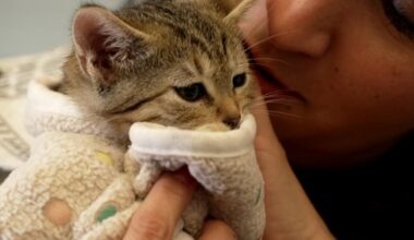 Dallas Animal Services kicks off annual Community Kitten Shower