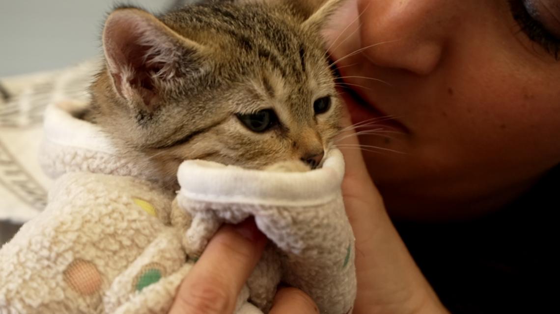 Dallas Animal Services kicks off annual Community Kitten Shower