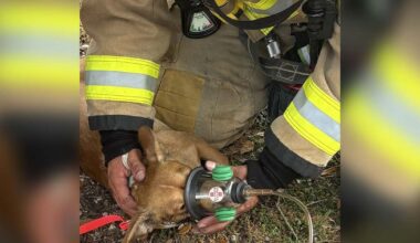 Dog rescued from Pflugerville apartment fire, officials say