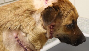 Houston SPCA investigate vicious attack on dog suffering deep cuts