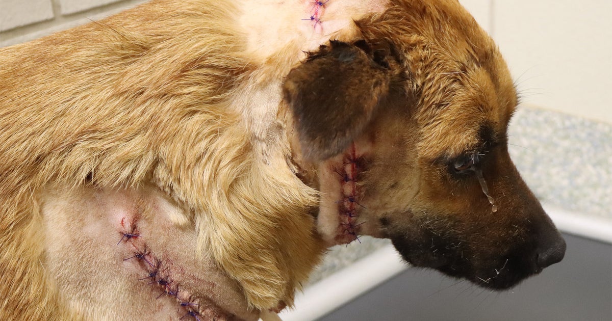 Houston SPCA investigate vicious attack on dog suffering deep cuts