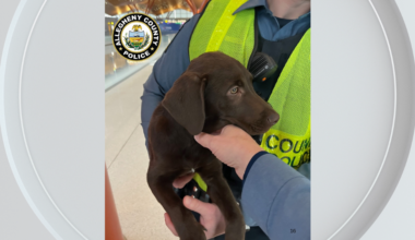 Texas man charged after abandoning dog at Pittsburgh International Airport
