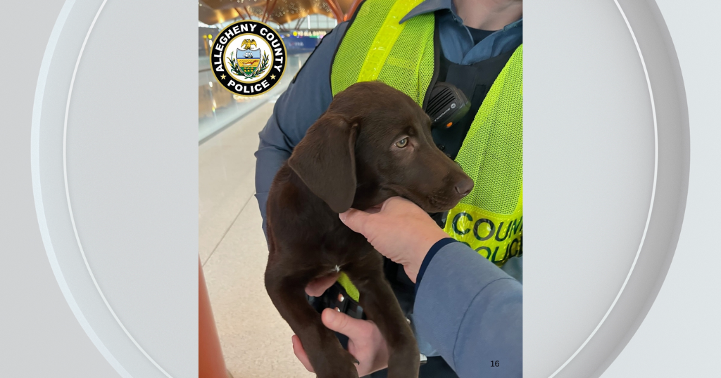 Texas man charged after abandoning dog at Pittsburgh International Airport