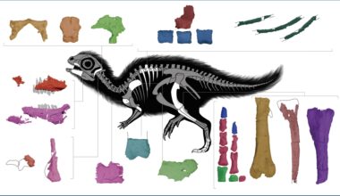 UT Austin researchers help identify new dinosaur species named after Korean cartoon character