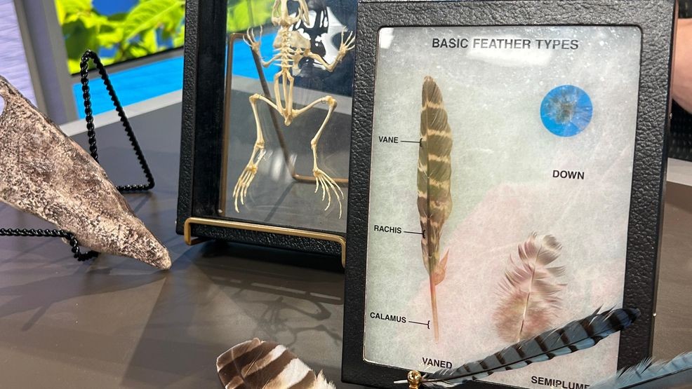 {p}In addition to these interactive stations, guests can explore a brand-new exhibit, Follow the Monarchs, featuring artwork by Clare Wuellner. The installation includes 1,000 butterflies created by community members, celebrating monarch migration and conservation efforts.{/p}