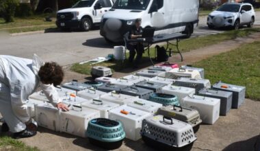 64 cats rescued from 'deplorable' conditions in Garland home, marking the city's largest seizure ever