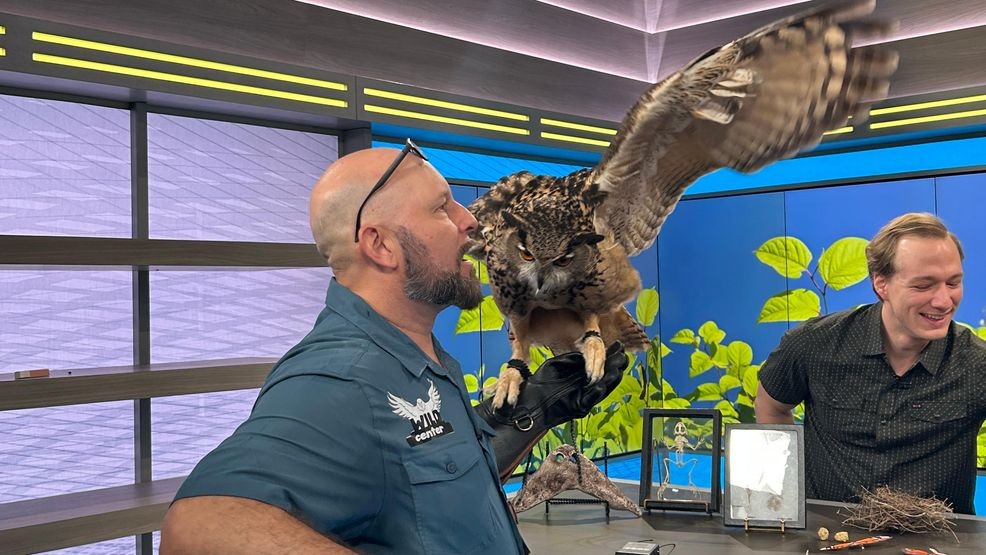 {p}“He’s essentially the European and Asian equivalent of a great horned owl,” Corredor said. “He’s a little larger than our native males — about the size of a large female great horned owl. Females are bigger than males.”{/p}