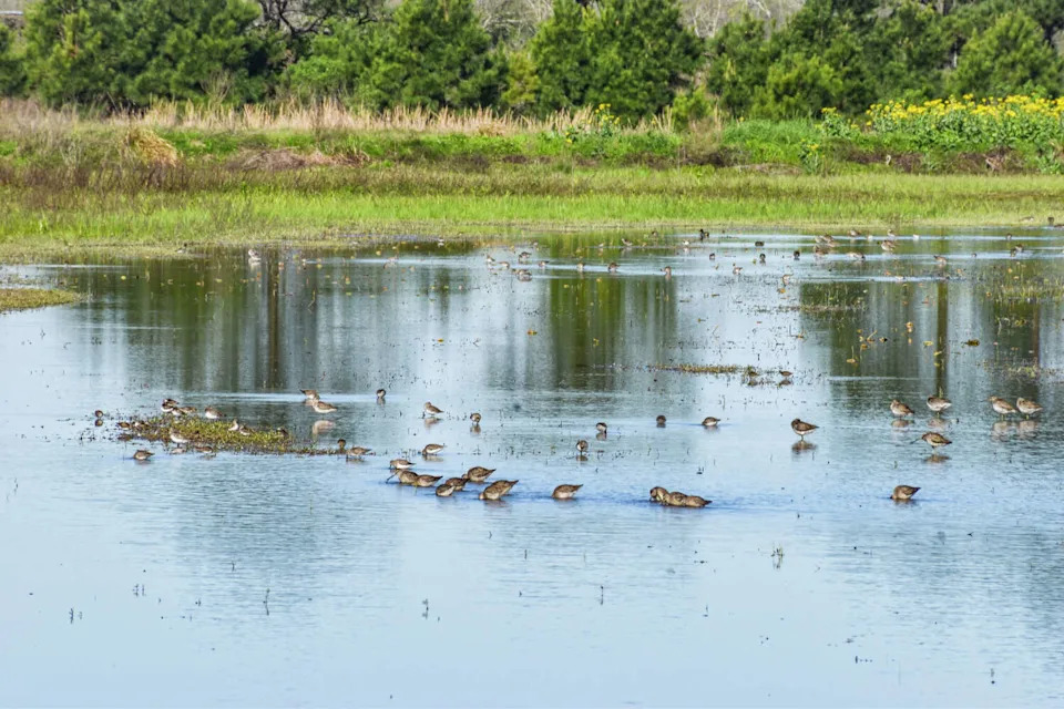 Wetlands on the Katy Prairie west of Houston help absorb and slow floodwaters during major storm events. (Ariana Garcia)