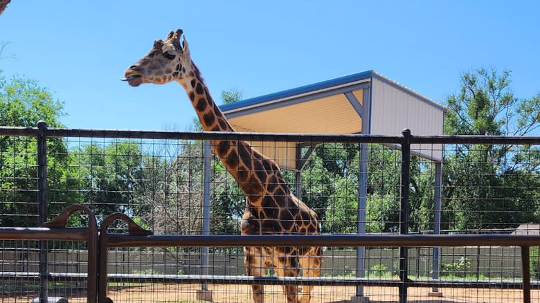 Giraffe at Hillcrest Park Zoo