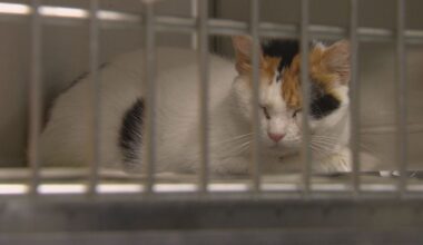 64 Cats rescued from ‘deplorable’ Garland home in largest case yet
