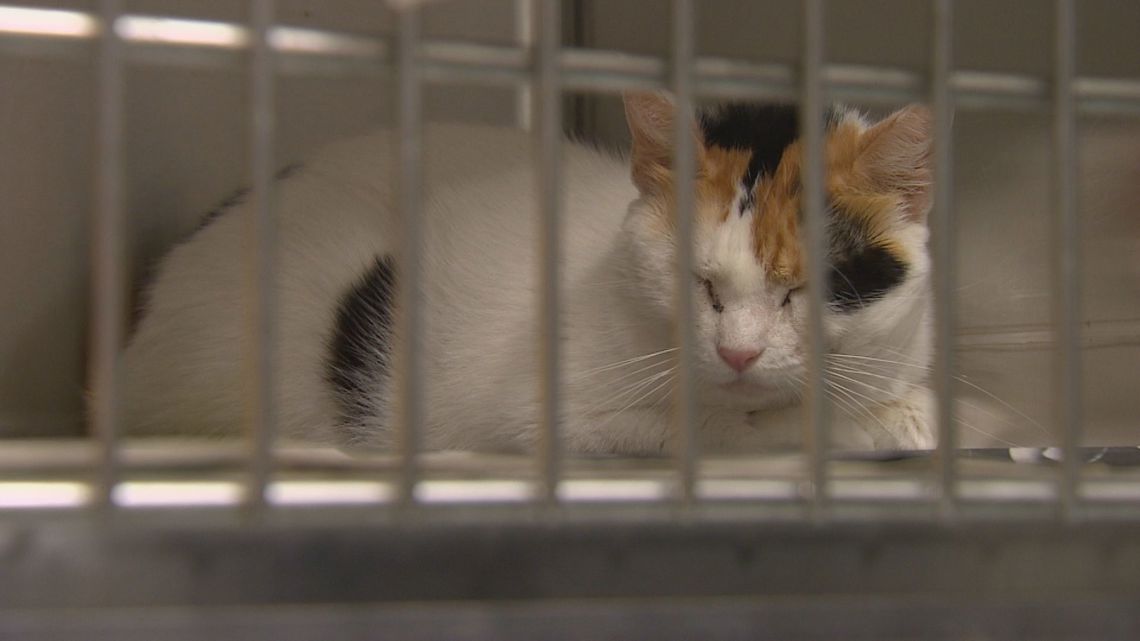 64 Cats rescued from ‘deplorable’ Garland home in largest case yet