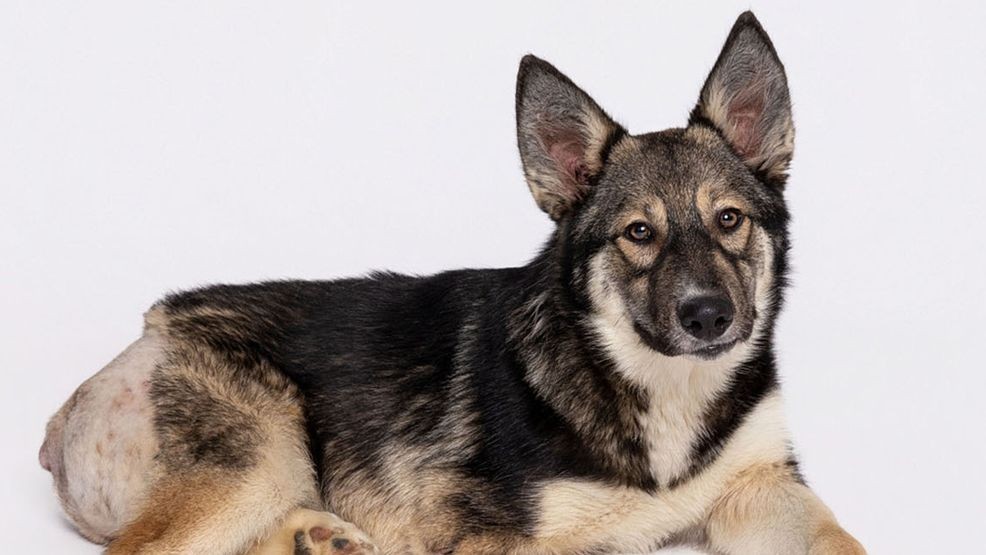 Wednesday Friendsday! Meet Archer, the three-legged charmer from Texas Humane Heroes. Photos Courtesy Fetching Fido Fotography.