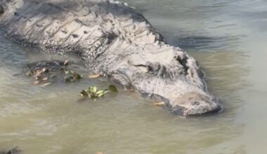 Boots the alligator adjusting well one month after relocation from Port Aransas