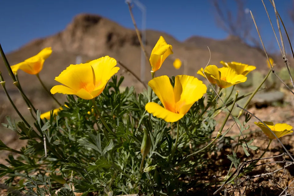 Poppies bloom along the Nature Trail near the El Paso Museum of Archaeology before this weekend’s Poppies Fest on Wednesday, March 11, 2026, in El Paso, Texas.