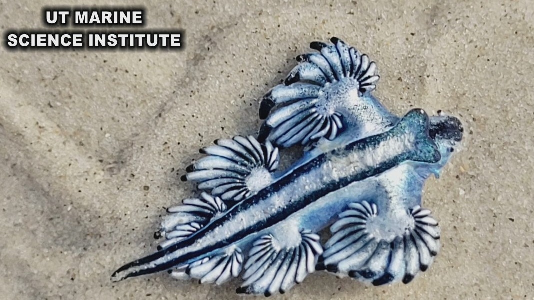 FILE -- Venomous blue dragons washing on shore along Texas beaches